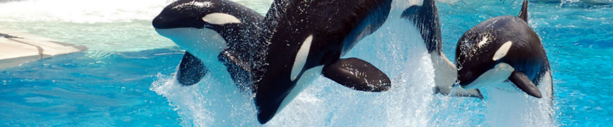 Seaworld header