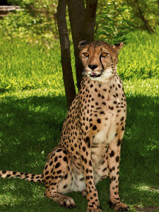 Safari-Park-cheetah